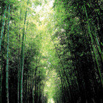 초콜릿 먹으면 마음의 毒 빠진다