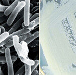 독도니아·독도넬라·동해엔시스… 무엇에 쓰는 물건인고?