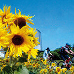 여름철 혈당 체크 휴가보다 중요한 일! 