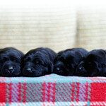 사제간 ‘개 복제 싸움’ 앗 뜨거워!