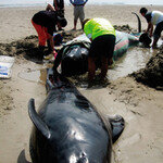 들쇠고래야   왜 방향 잃었니?