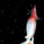 ‘오징어 먹물’은 천연 항암제