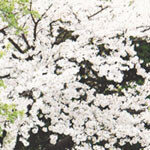 “강남 한복판서 사교육 퇴출시키겠다”