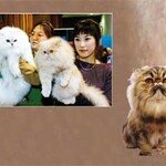 헐, 고양이가 사람을 조종한다고?