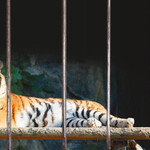 백두산 호랑이가 그립다