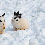토끼처럼 열심히 살아봅시다!