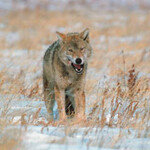 고기에 맛 들인 늑대는 사냥꾼을 쫓는다