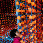 늦가을이 달콤하게 익었다