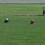 남도 보리밭의 봄