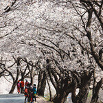 환상의 벚꽃 터널