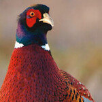 왜 경종에게 게장과 감을 먹였나