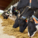 수입 유제품에 속수무책 한국 낙농업, ‘우유 식량안보’ 경각심 가질 때