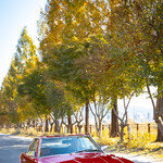 [‘덕후’ 사진관] 클래식 자동차, 역사를 태우다