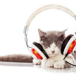 고양이도 좋아하는 음악이 있을까