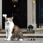 ‘수석수렵보좌관’ 감투 쓴 영국 고양이 래리