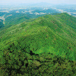 반세기 전 민둥산에 심은 자작나무, SK ‘그린경영’으로 울창