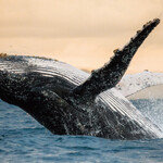 ‘우영우’가 사랑하는 고래, 지구온난화 해결사