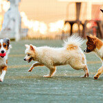 10세 넘은 노령 반려견, 이렇게 관리해주세요