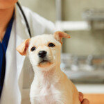 학대당한 동물 진료한 수의사는 왜 신고 안 할까