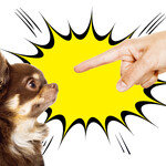 잘못한 반려견, 혼내고 벌주는 게 능사일까