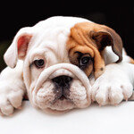 반려동물 안고 운전하기, 만취 음주운전만큼 위험