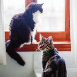 반려묘 중성화, ‘이때’가 적기