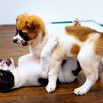 파양 논란 되풀이되는 정상회담 동물 선물