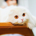 집단 질병 번져도 역학조사 의무 없는 반려동물