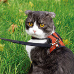 반려묘도 산책 나갈 수 있어요