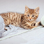 SOS! 반려묘에게 위험한 물건들