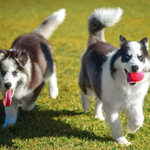 반려견, 사회화 교육부터 시켜주세요