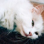 반려묘도 ‘우울증’에 걸립니다