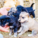 ‘개식용 종식’ 위한 반려동물 보유세 도입 검토할 때