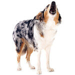 반려견이 짖을 때 간식 주면 배고플 때마다 계속 짖어