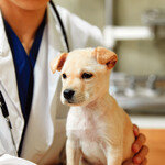 내년부터 심장사상충 치료비, 미리 확인할 수 있다