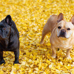 가을철 거리에 떨어진 은행, 반려견이 먹으면 치명적