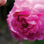 장미향을 맡으면 뇌가 젊어진다 