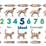 우리 강아지 비만일까? 갈비뼈, 배 모양으로 측정 가능
