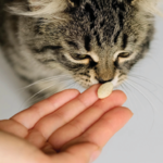 반려동물 약, 건조하고 햇빛 안 드는 실온에 두어야