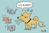 의외로 좋은 궁합, 개와 고양이