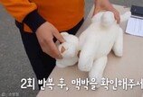 "30번 압박하고, 후~후~"..강아지 고양이 심폐소생술 방법