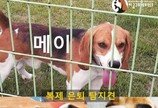 "서울대 수의대 실험실 퇴역 탐지견 구조해달라" 국민청원