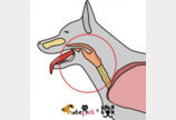"강아지가 코먹는 소리를 내요"