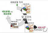 ‘암세포 자살’ 유도하고 암 재발 막을 치료 방법 찾았다