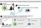 고양이 알레르기 해결할 백신 나왔다!..3년내 상용화 기대