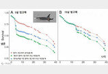 범고래도 황혼육아가 유리?..`손주 생존율 향상`