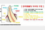 '강아지, 고양이도 충치 생길까?' 만점 양치질을 위한 반려동물 구강 상식