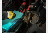 터키 지진 잔해에서 30시간 갇힌 고양이 구조한 수색견