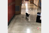 학교 떠돌며 수업 듣던 고양이, 교내 인싸 넘어 SNS스타묘 등극