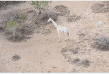 세계 유일한 흰 기린, GPS로 보호한다!..`동물단체 4곳 연대`